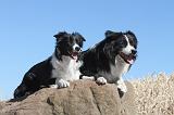 BORDER COLLIE 161